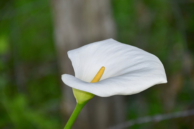 水芭蕉