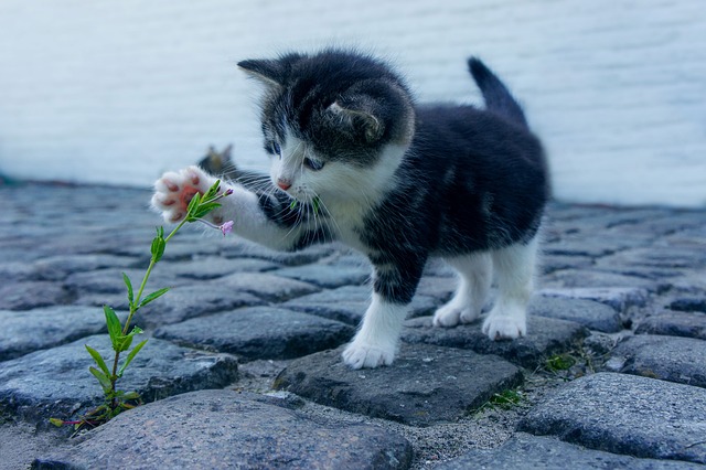 猫の手